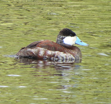 Ruddy Duck male at Sweetwater Wetlands 1_14_2015